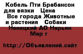 Кобель Пти Брабансон для вязки › Цена ­ 30 000 - Все города Животные и растения » Собаки   . Ненецкий АО,Нарьян-Мар г.